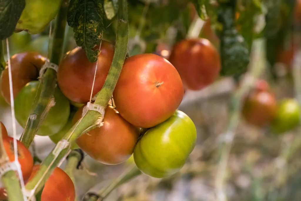 Greenhouse tomatoes on the vine, with hand-drawn example boxes: three marked ripe, one turning and two unripe.