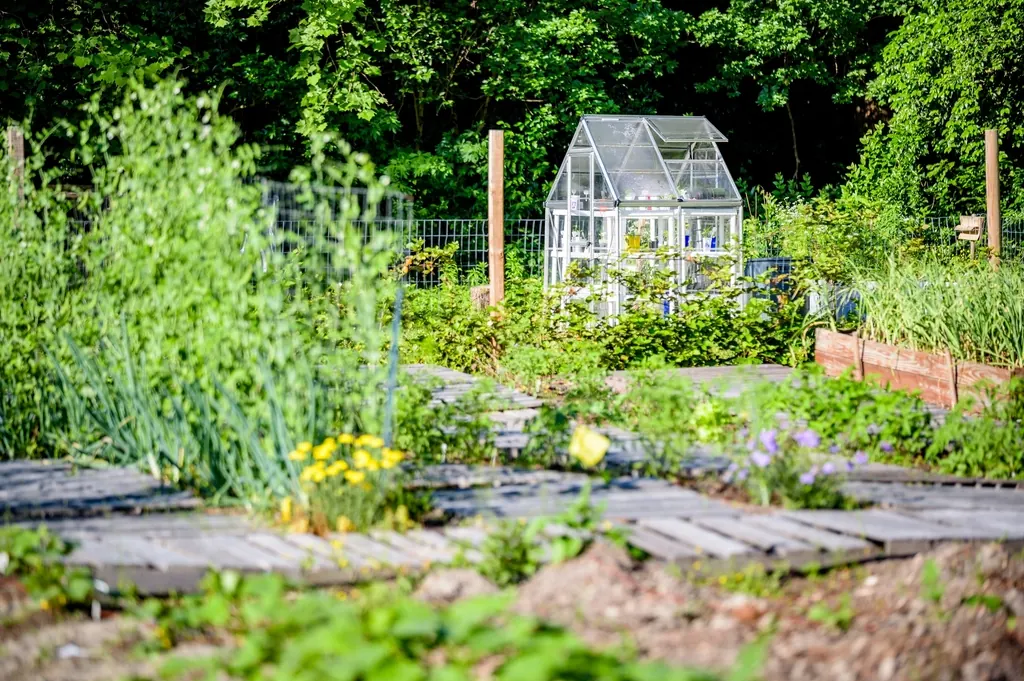 A community garden with raised beds, a path and a small greenhouse.