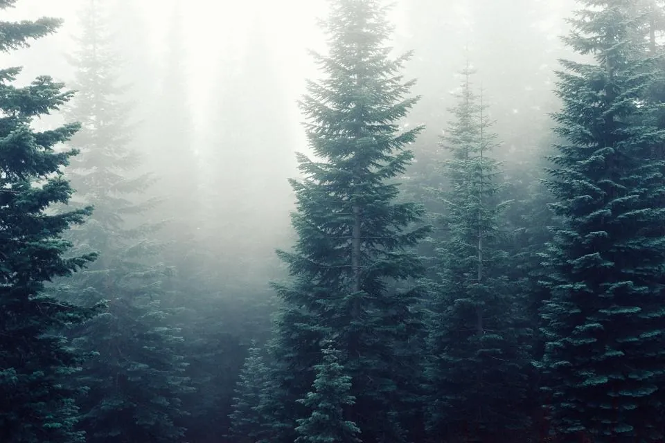 Tall dark pine trees fading into thick white fog.